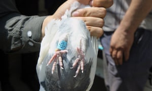 One of the carrier pigeons seized in Iran.