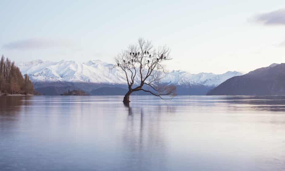 A tree pictured in the middle of Lake Wanaka, New Zealand