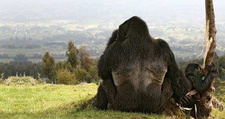 An adult and baby gorilla look out over a plain.