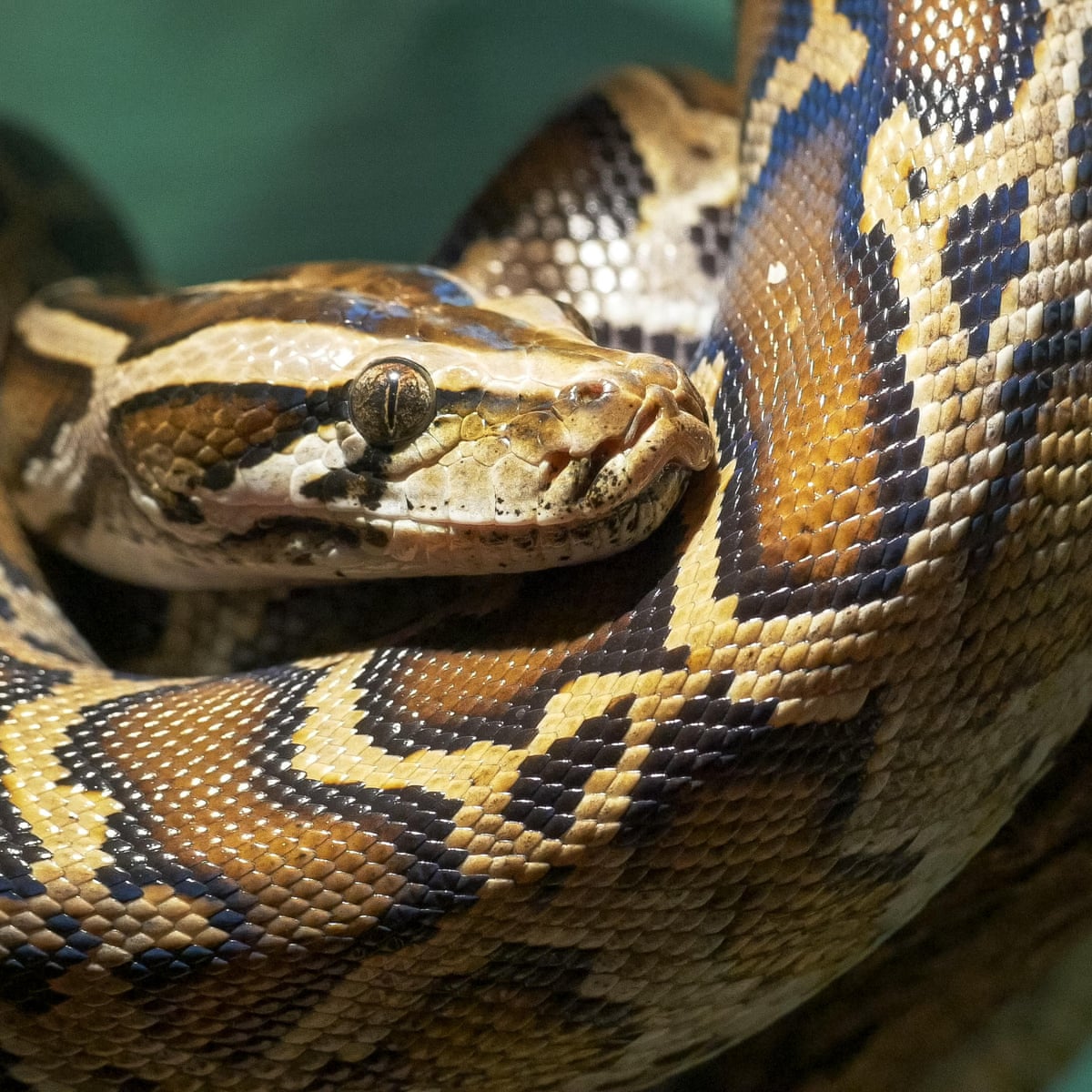 Maryland man found dead amid collection of more than 125 snakes | Maryland  | The Guardian