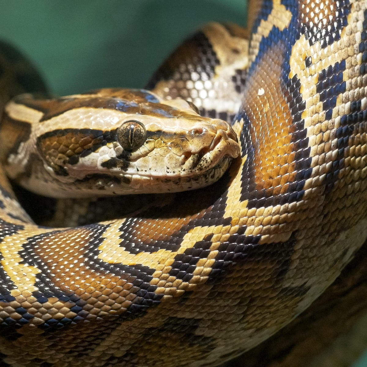 Snakes Face