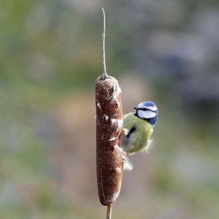 A blue tit collecting reed mace downy seeds for use as nest material.