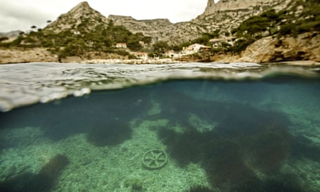 Posidonia oceanica segrass meadows in the calanques in the Mediterranean Sea near Marseille, southern France. 