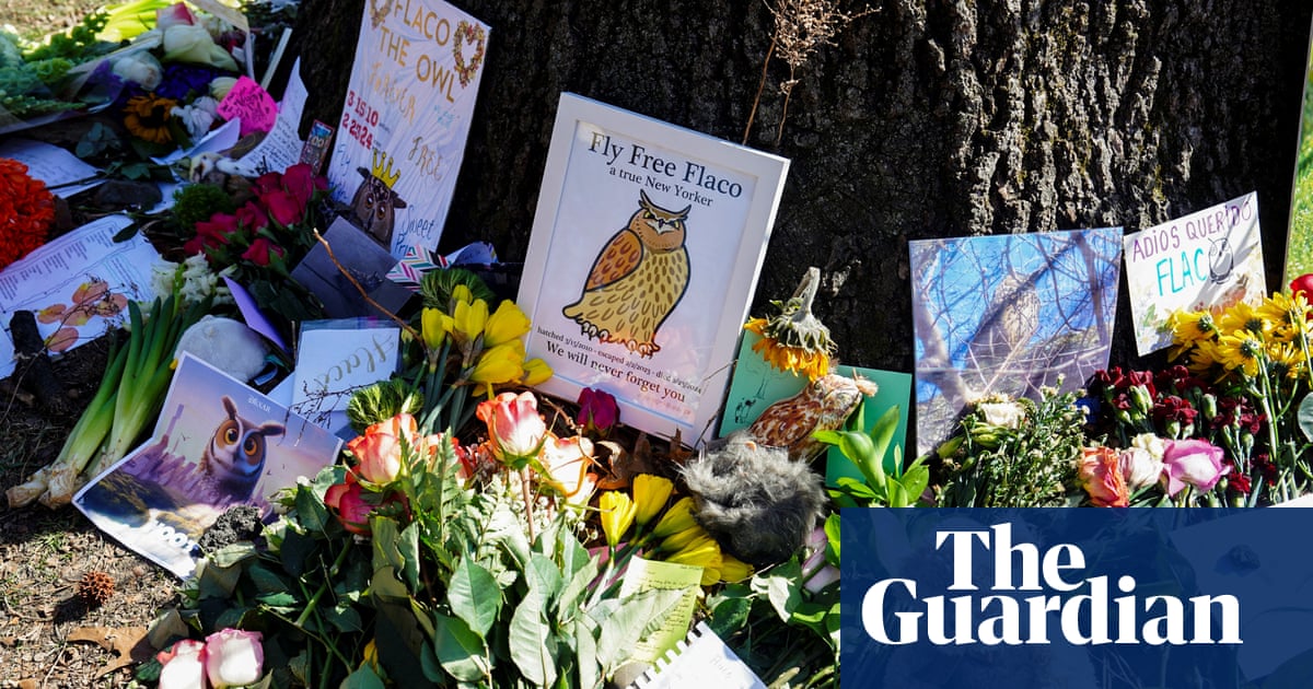 âItâs a tragic lossâ: New Yorkers mourn Flaco, the owl the city took to its heart | New York