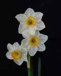 The miniature daffodil named Crevette by John Blanchard - the archetypal  with a hint of orangish  successful  its cup