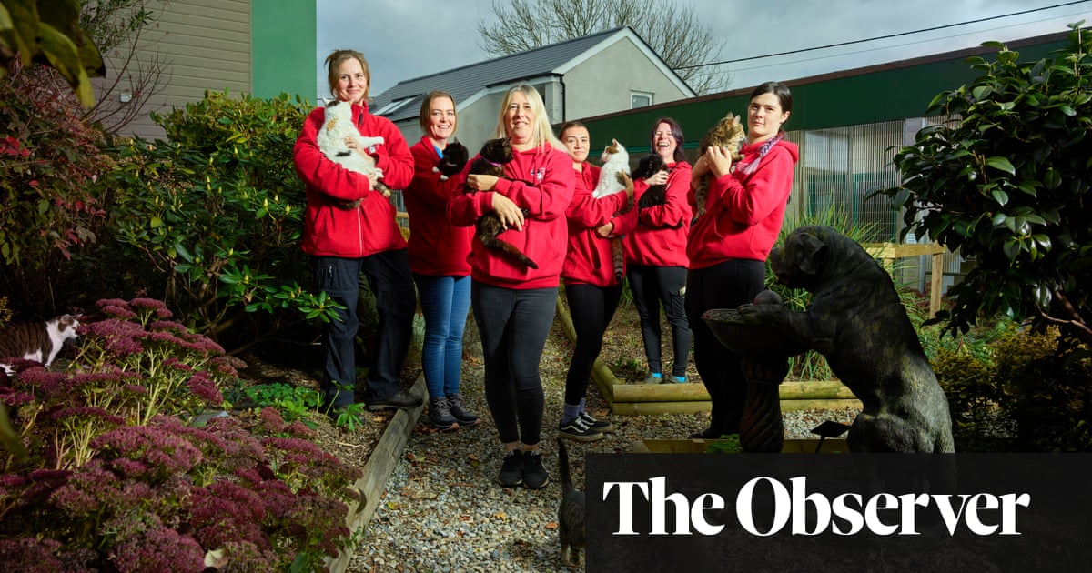 'It's a total cat-astrophe': why are so many pet cats being abandoned?