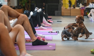 Three small dogs play on the floor in a fitness studio, as the legs of people doing yoga on mats are pictured facing them