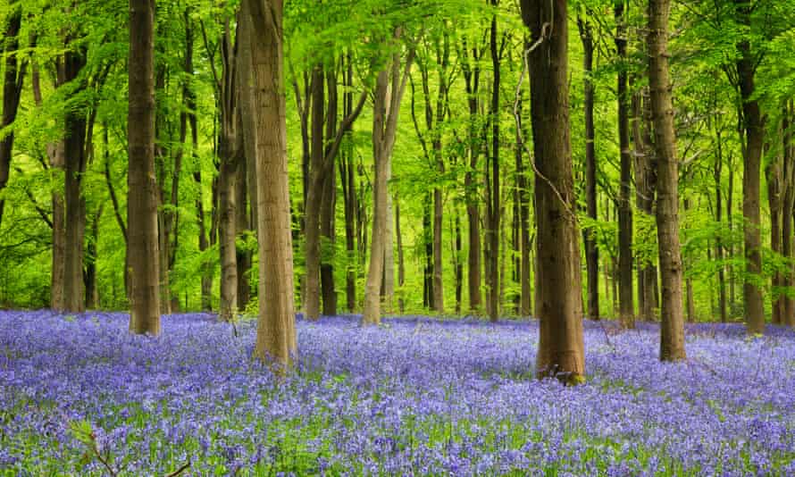 A carpet of bluebells in West Woods
