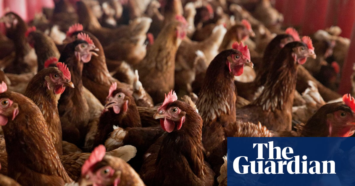 Organic eggs have worse impact on climate than eggs from caged chickens
