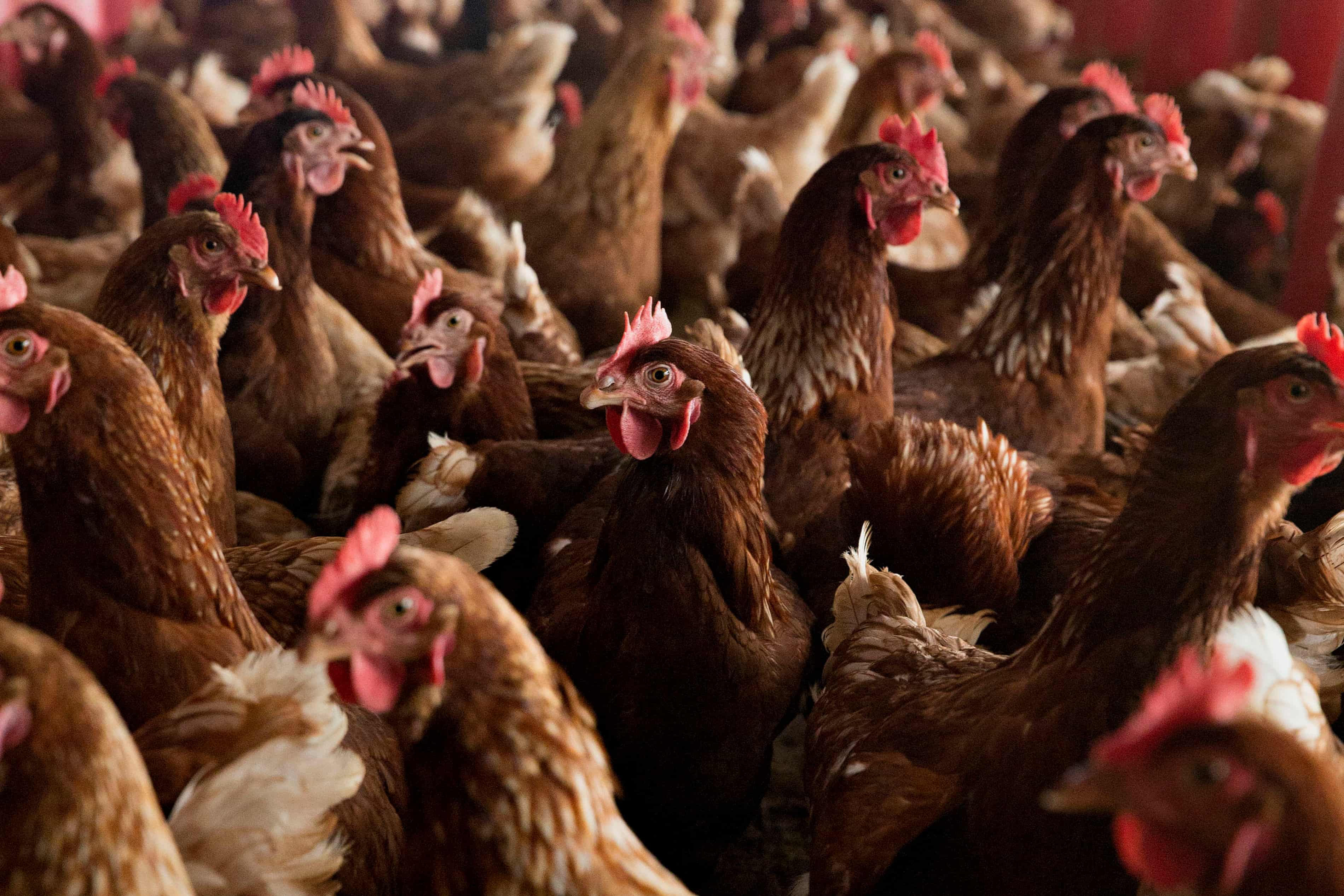 Extreme heat may be crucial factor in human spread of bird flu (theguardian.com)