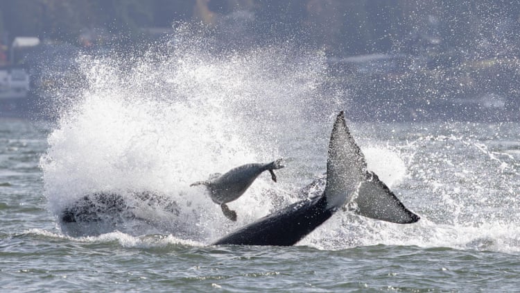 The great escape: seal flees killer whales by jumping on to photographer’s boat The great escape: seal flees killer whales by jumping on to photographer’s boat