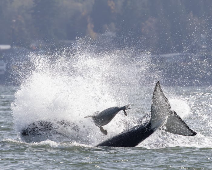 Seal seeks refuge on boat while fleeing killer whales - video