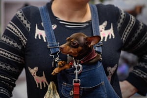 A woman carries her Russian toy dog in her dungarees