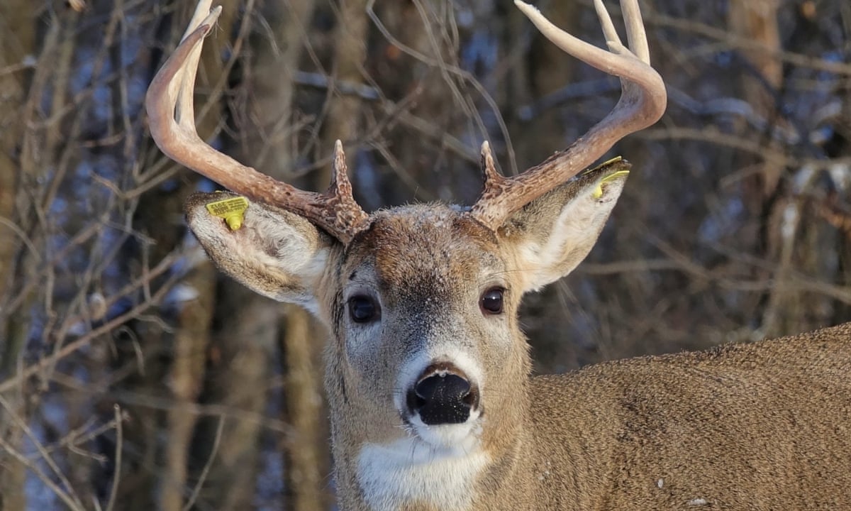 Download He S The Deer Of The Year Carrot On Way To Recovery After Arrow Pulled From Head Animals The Guardian