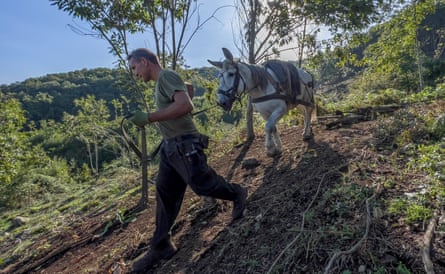 On Monte Stella, Kevin Rushby met forest workers hauling chestnut logs with mules.
