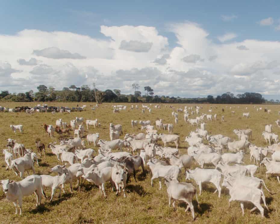 A family-run cattle ranch in Acre, Brazil