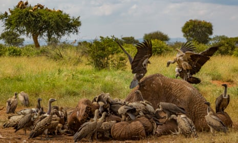 Vultures squabble over an elephant carcass