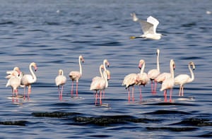 Flamingos se alimentam em uma praia ao norte da cidade do Kuwait.