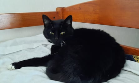 A black cat lying on a bed looking unhappy