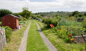 The Alderman Moore allotments in Bristol.