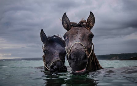 Sumba ponies swim in the sea, Sumba, Indonesia