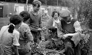 Stripping bines - seasonal workers from London on a hop-picking holiday in the Kent countryside, September 1951: