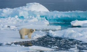 A polar bear on melting ice