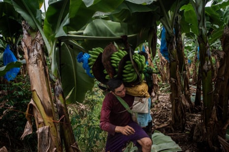 Um homem carrega um grande cacho de bananas verdes sobre o ombro enquanto caminha entre as árvores