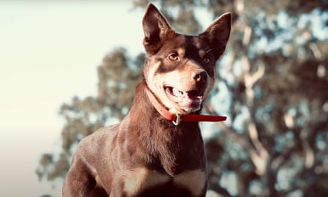 Eulooka Hoover, the two-year-old kelpie