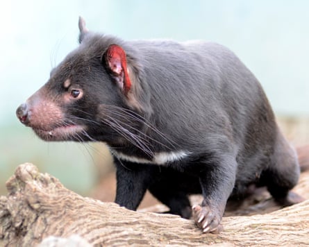A Tasmanian devil on a log