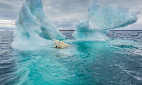 Polar bear swimming beside melting iceberg