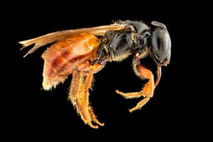Exoneurasp, female (TAS).These large red bees do quite well in the cool Tasmanian climate, living in pithy stems. They can be found in gardens and natural bushland.