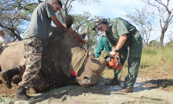 How chopping off their horns helps save rhinos from poachers | World news |  The Guardian