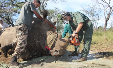 The vet Dr Mike Toft removes a rhino’s horns at Somkhanda game reserve. 