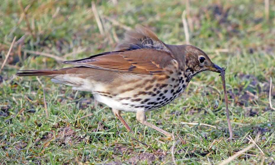 Earthworms driven to the surface by waterlogging are easy prey for thrushes.