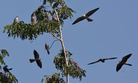 Amur Falcons fly over the Doyang reservoir at Pangti village in Wokha district, in the northeastern Indian state of Nagaland in 2018.
