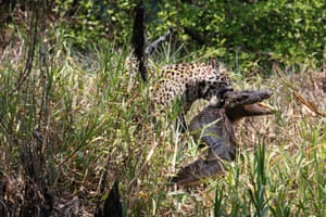 A jaguar wrestles with a caiman, in Pantanal Wetlands, Brazil