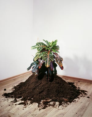 Plant (2008)