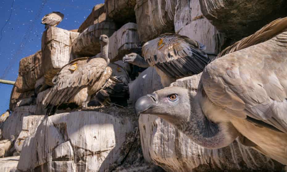 Cape vultures at their artificial nesting cliff at the VulPro facility in Magaliesburgcorrect, South Africa. 