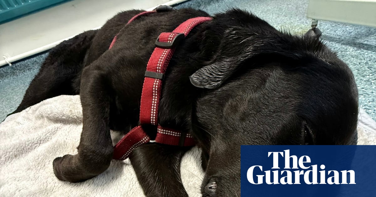 Record Number of UK Pets Poisoned by Illicit Drugs and Nicotine