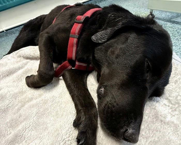 ‘She was swaying, zoning out’: UK pets poisoned in record numbers by illicit drugs