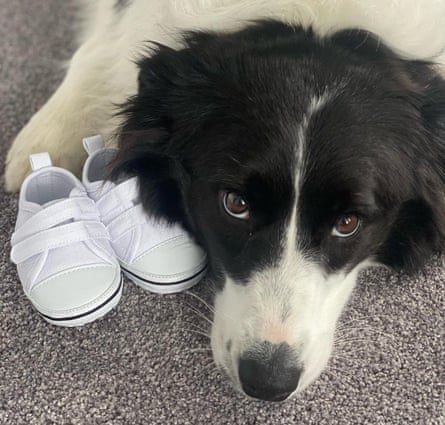 Dog and shoes