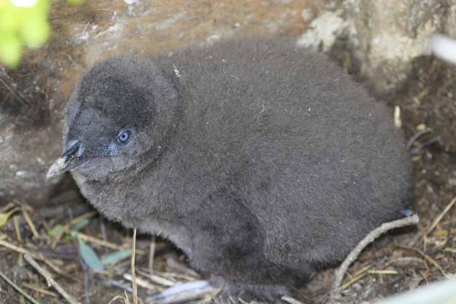 Half this year’s little penguin chicks on WA’s Penguin Island wiped out as colony dwindles | Western Australia 1 5184