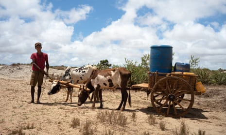 Youth with water buckets on cart pulled by two thin cattle in arid landscape