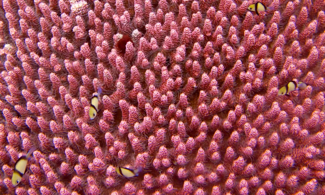 Half of global coral cover destroyed since the 1950s Half of global coral cover destroyed since the 1950s