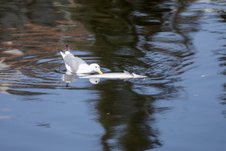 A white bird picks at the dead remains of a fish in a lake.