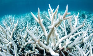 A damaged coral reef