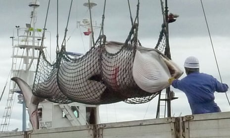 A minke whale is unloaded in Kushiro