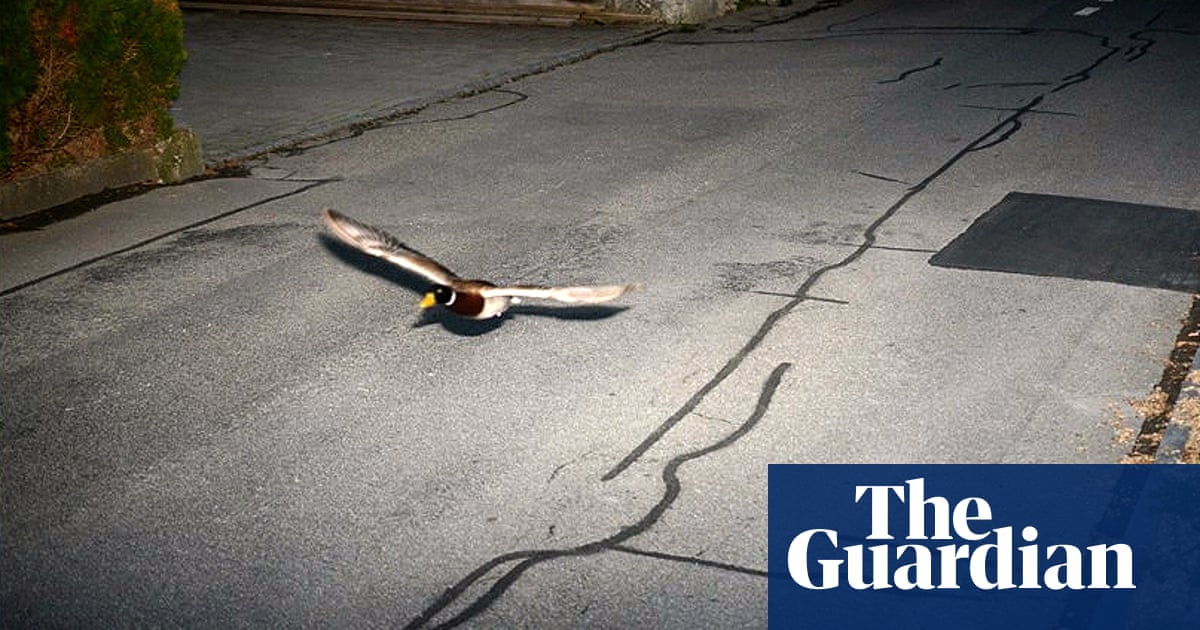 Fowl play: flying duck caught in Swiss speed trap believed to be repeat offender