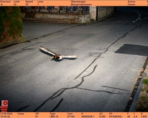 Um pato voador flagrado por um radar de velocidade, em Köniz, Suíça. Acredita-se que o pato-real seja reincidente, tendo sido flagrado a 52 km/h na mesma zona de 30 km/h que um pato no mesmo dia, sete anos atrás.